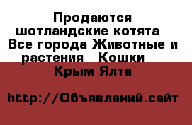 Продаются шотландские котята - Все города Животные и растения » Кошки   . Крым,Ялта